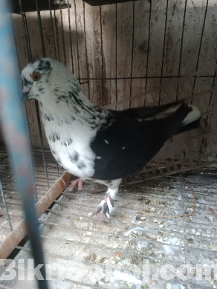 Gribaz Male